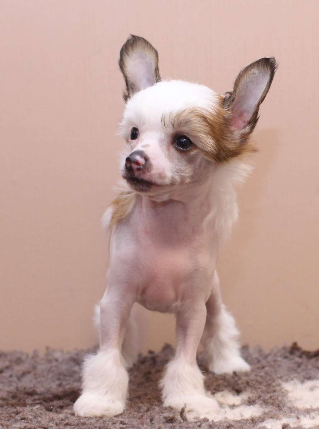 Artic Flyers Special Wishes