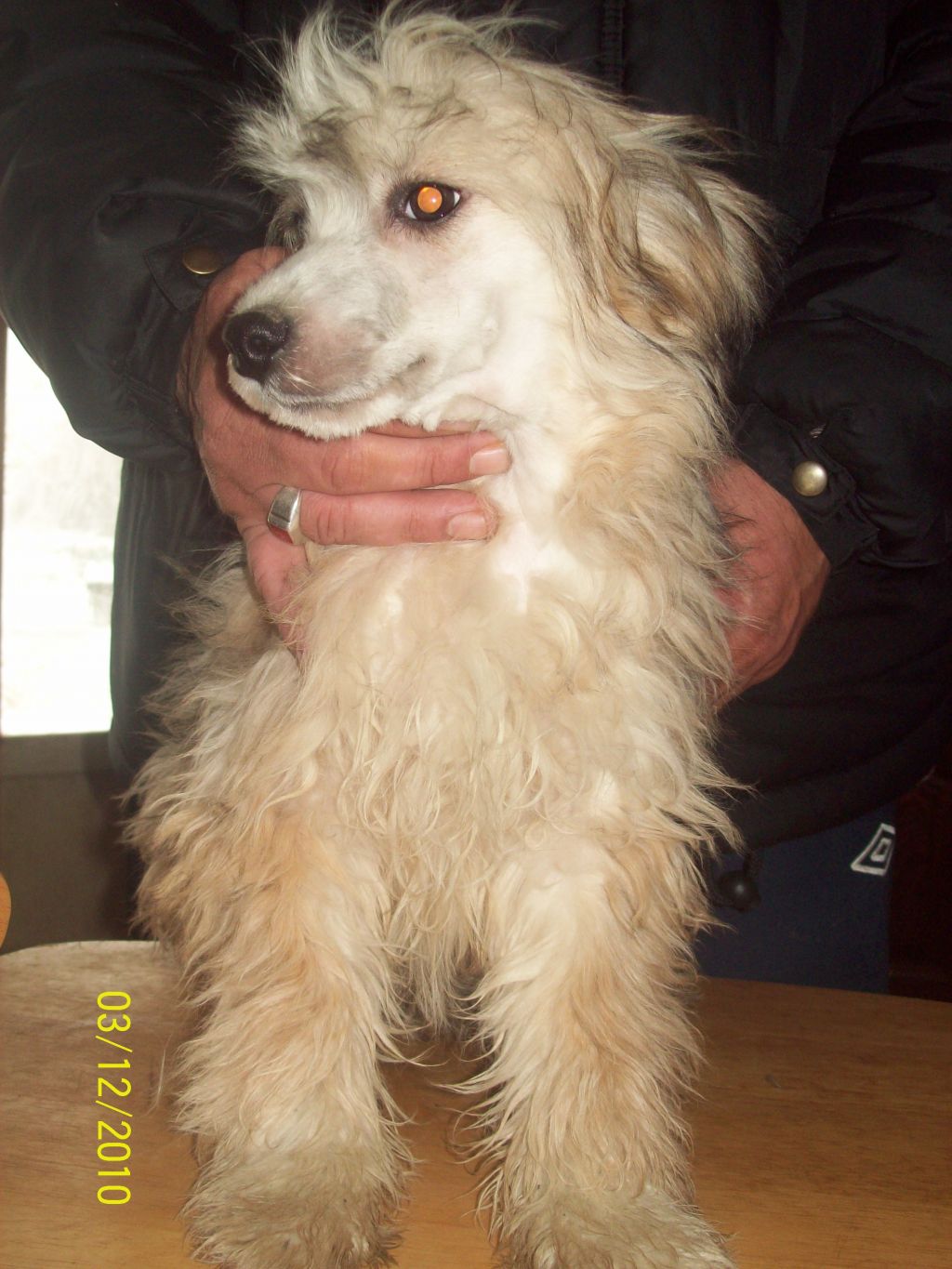 Cazianik Victor Hugo