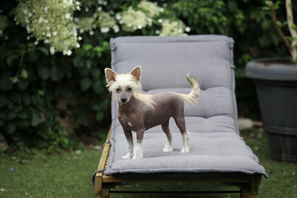 Macarena From China with love