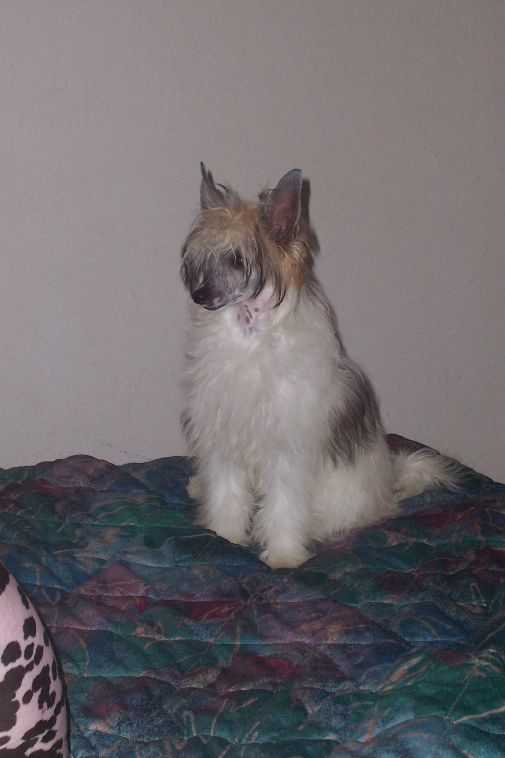 Obie's Diva On Arrival