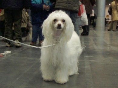 Rusalka Raya Favonius