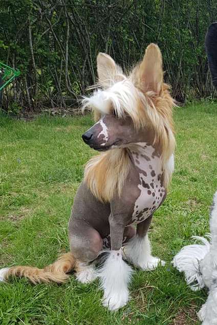 Tinklecrest Crimson Sky