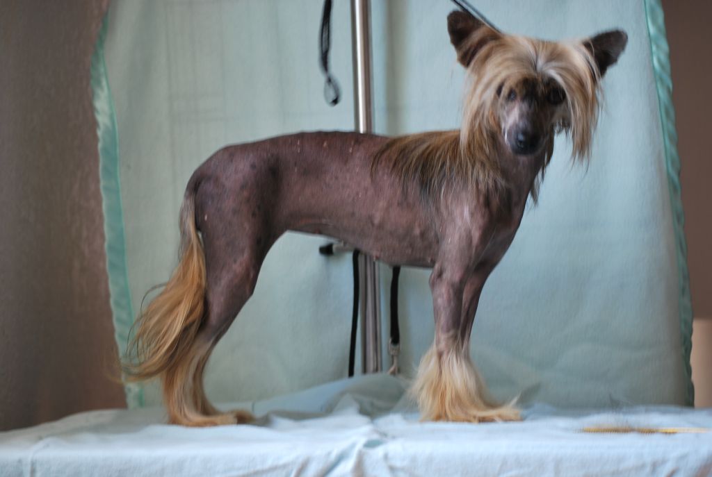 Paradice's Dream Catcher