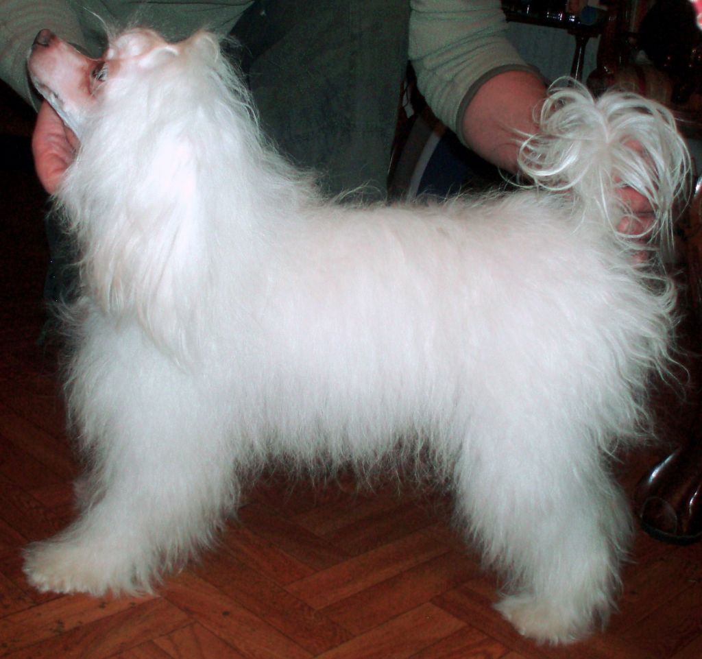 Izabella Easy Vait Lucky Vong Of The Kanis