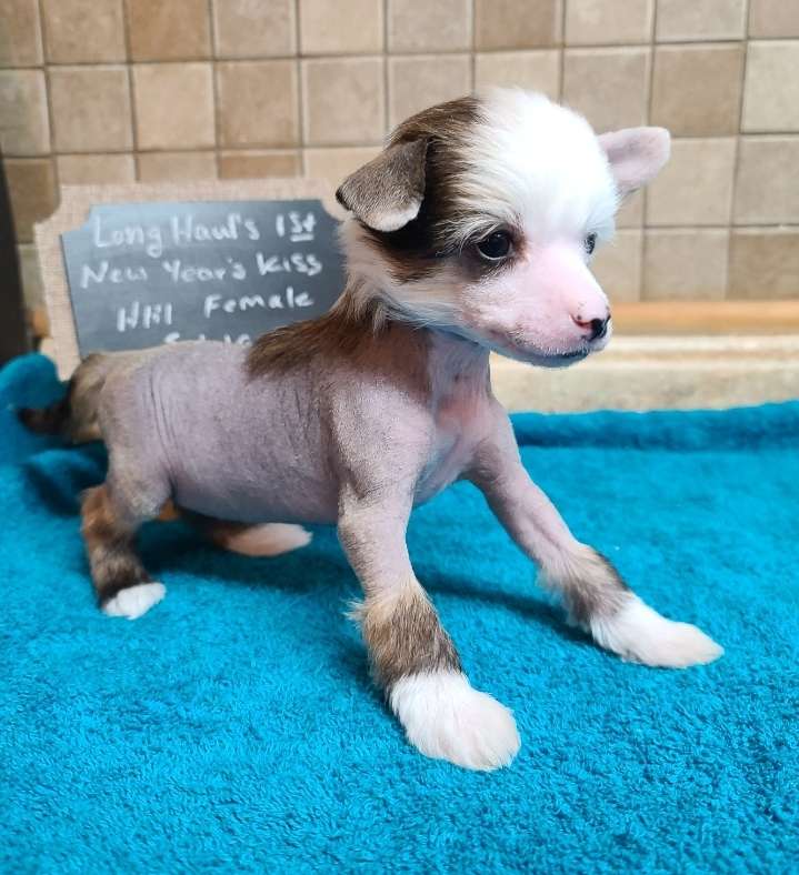 Long Haul's 1st New Year's Kiss