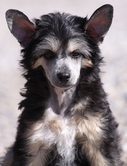 All Shook up Quickly in Love