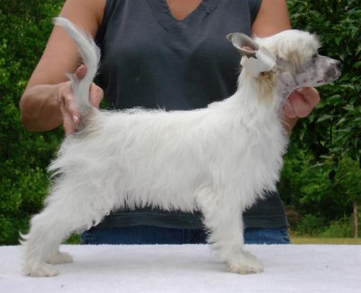 Wickhaven Goody Gumdrops