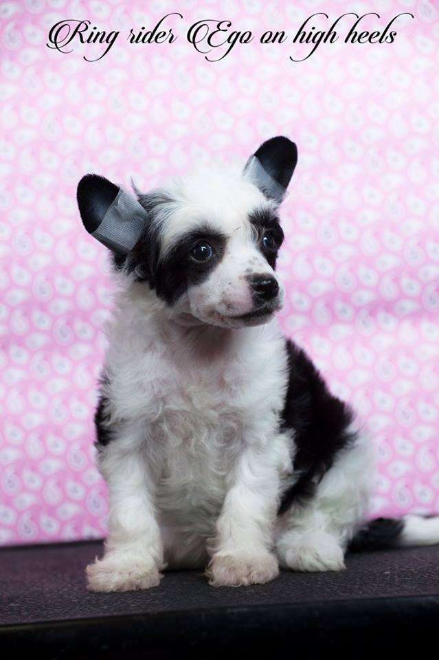 Ring rider Ego on high heels