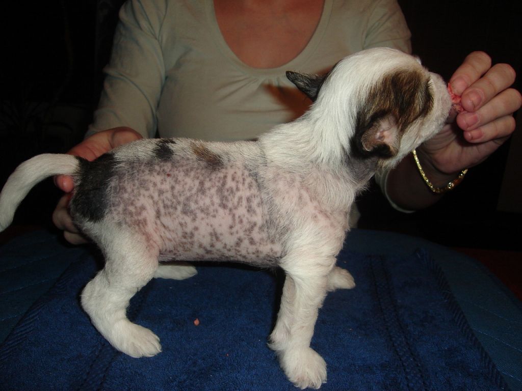 Magic'N Mystic Double Trouble