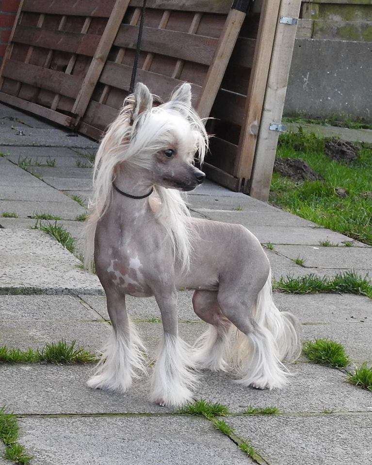 Sofiris Show Jolie Princesse