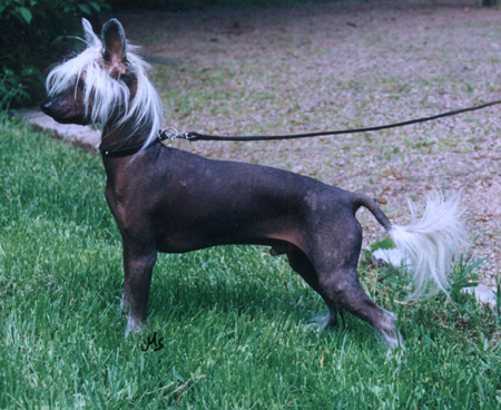 Joyway's After Sunset