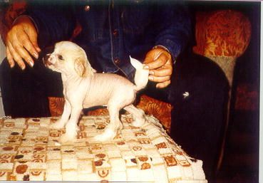 Lolaks Emerald Of My Dreams