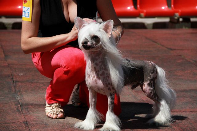 Zholesk Dominik Infinite Dream