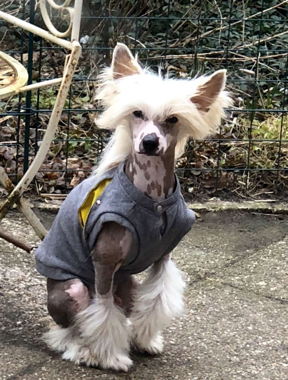 Caipirinha's Pagani 2Hot 2Handle