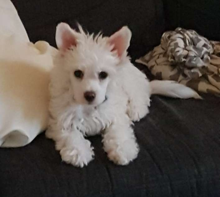 Proud Pony True Love