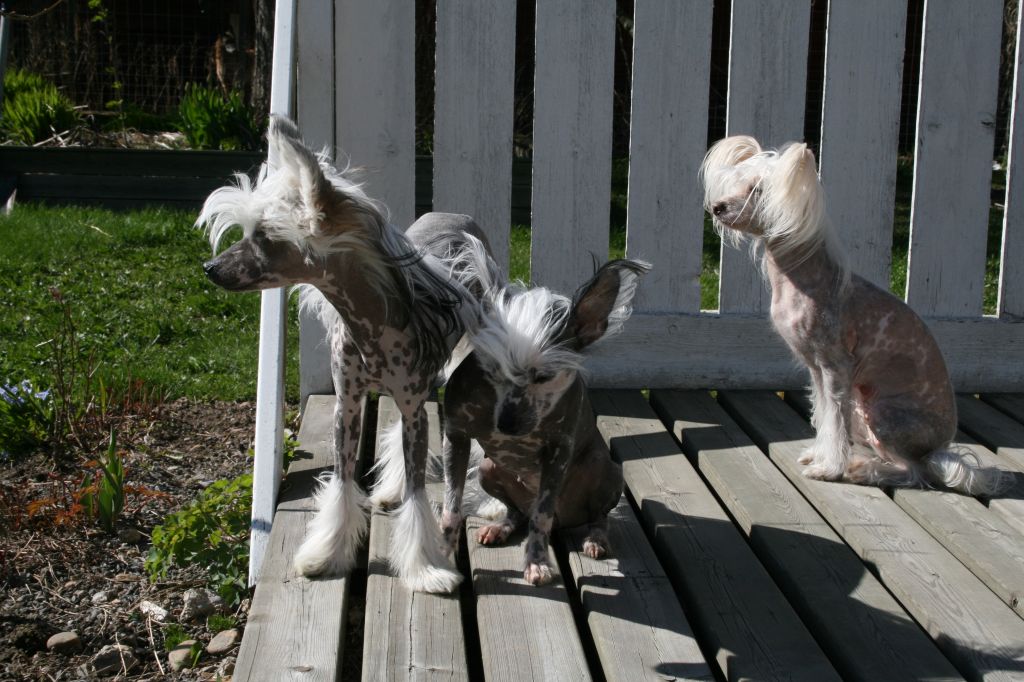 Meadowwood's Bella Iris