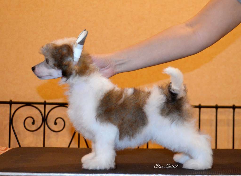 Etno Spirit  In Your Mind