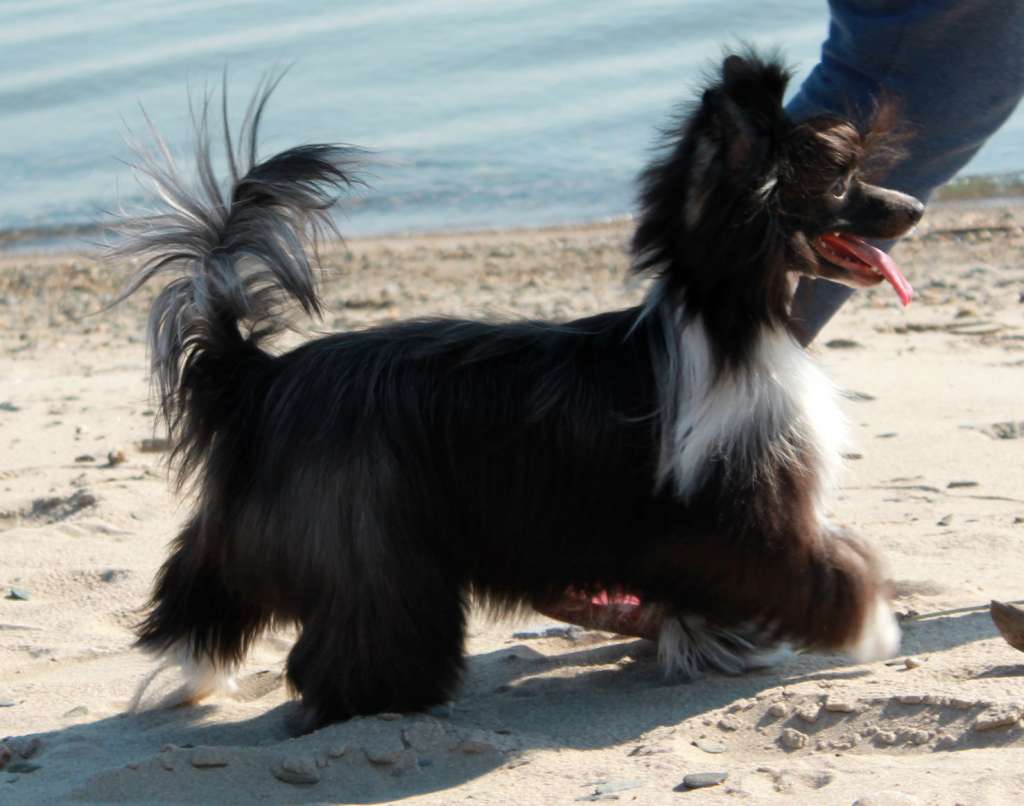 Brandrus You Black Pearl