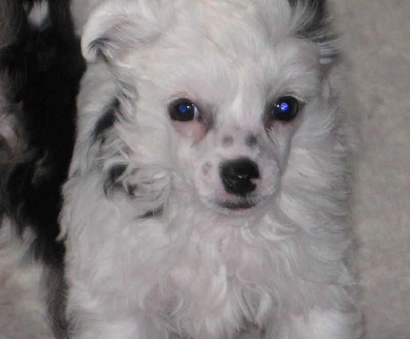 Nanami von den Windpferden