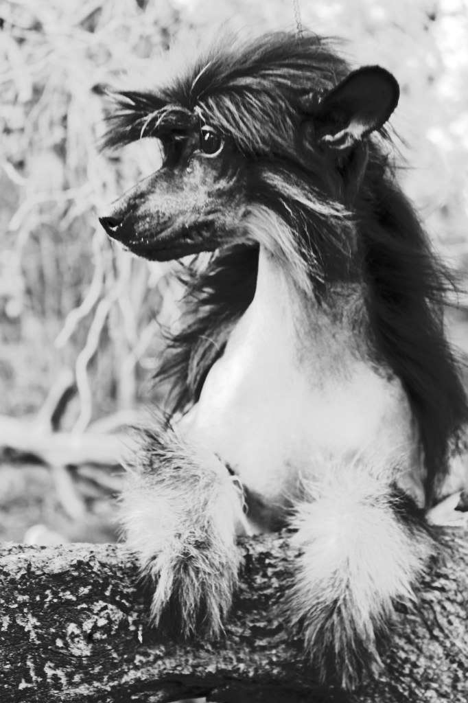 Orden of Dark Rose de Fageiro