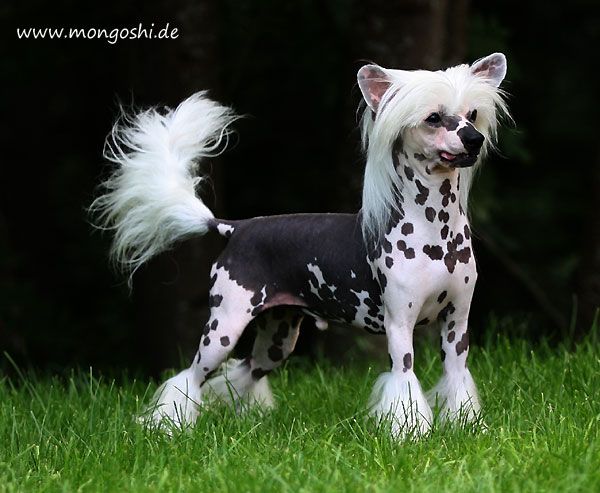 Lionheart Kool Advise