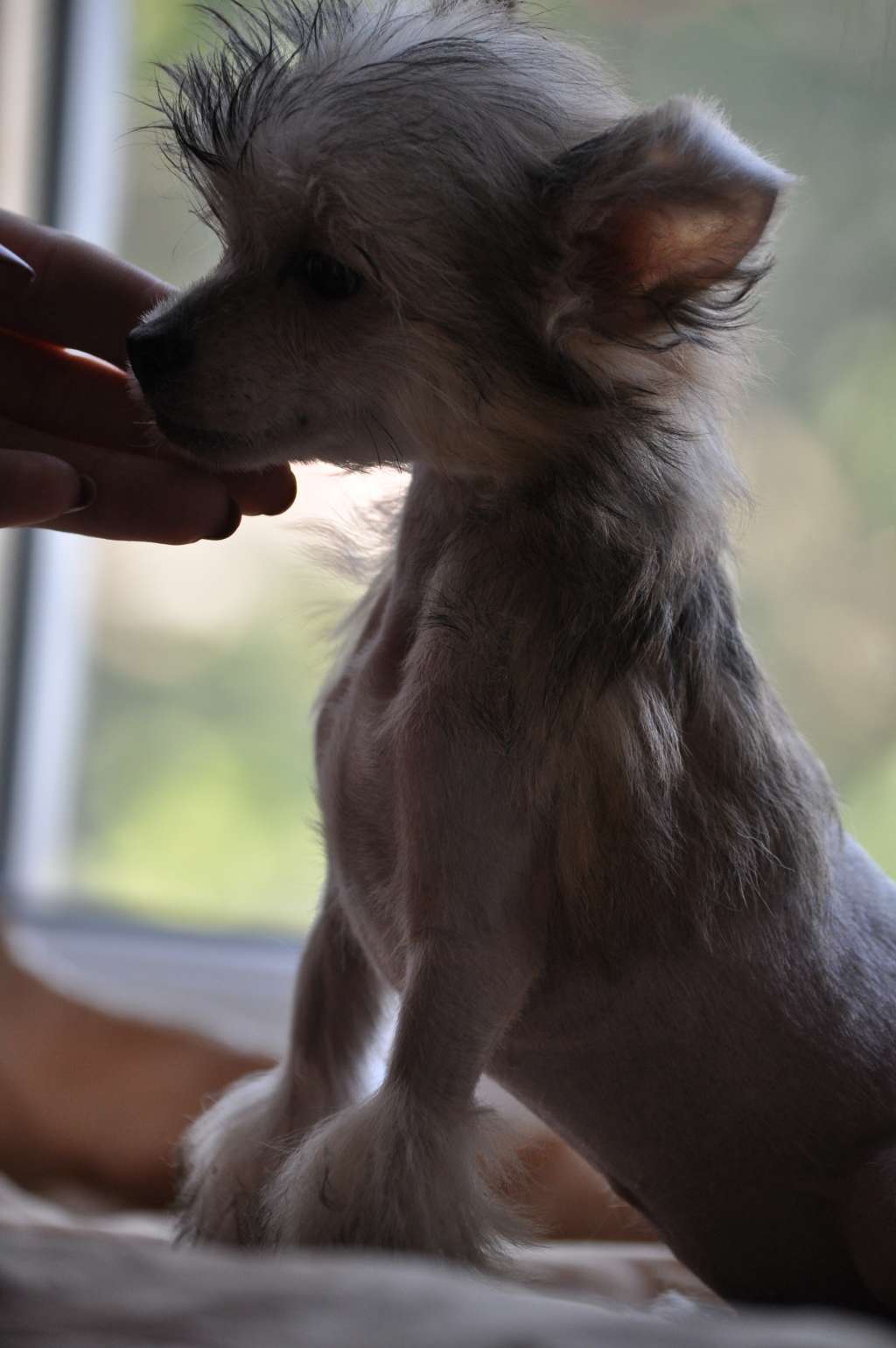 Leroy Black Mahogonian Dneproskoe solntse