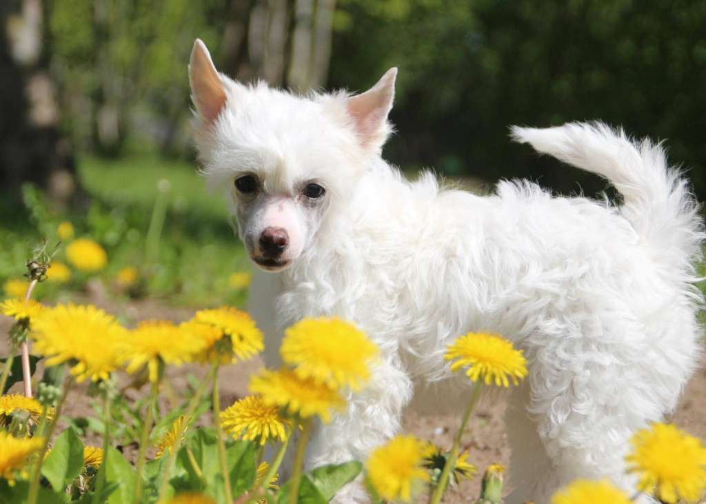 Leed's Infinity Nova Solace