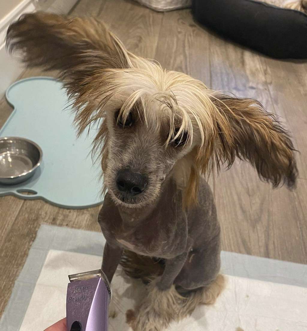 Scherzando Maid Marian