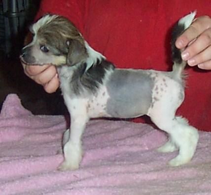 Mosaic's Southern Belle