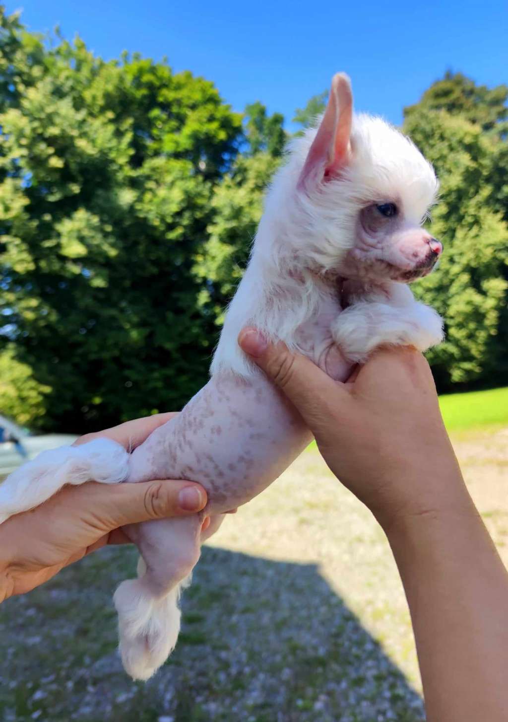 Maverick Crystal Ice