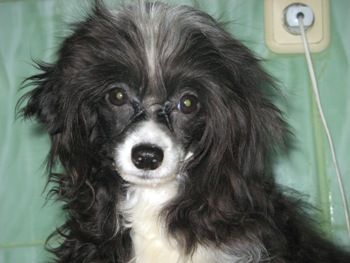 Vellar Pljus Frensis