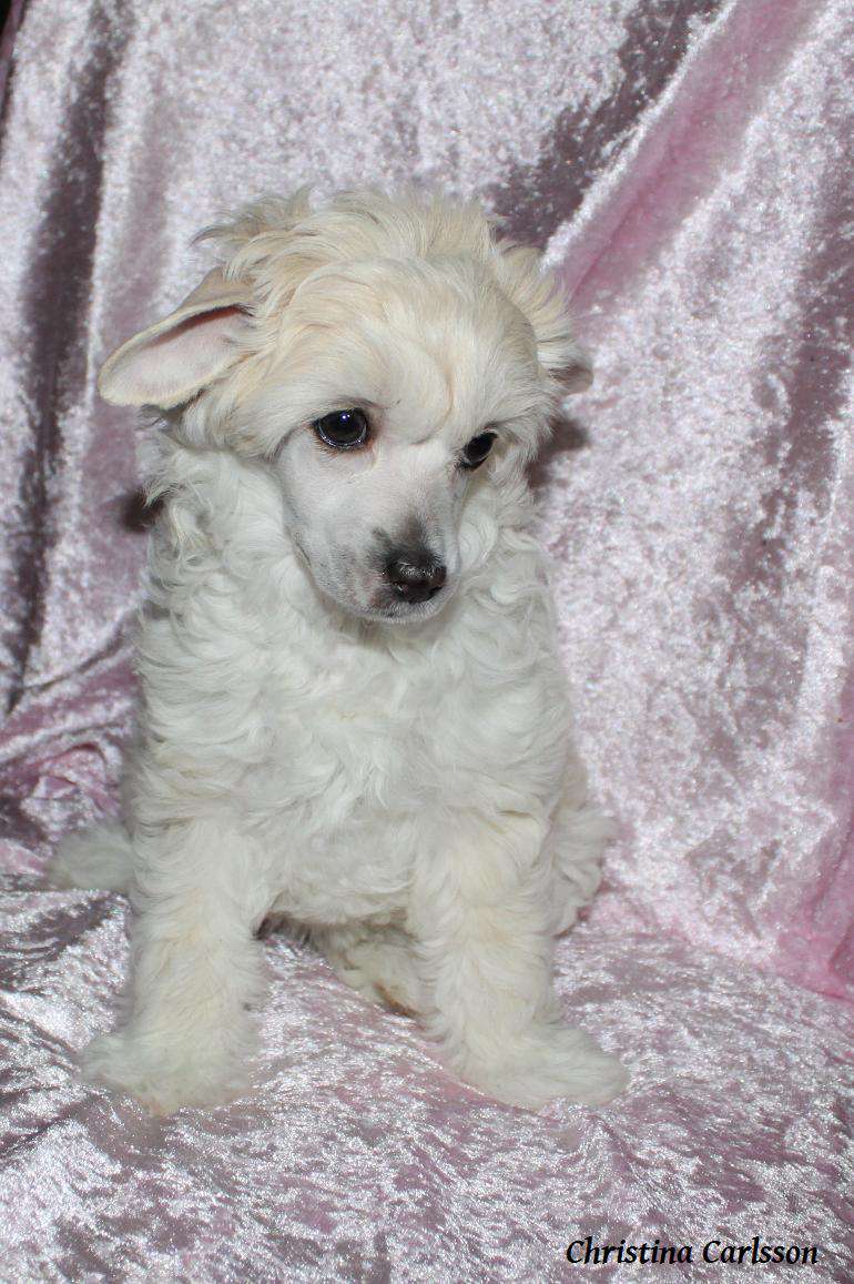 Chinese Flowers Bright Snowflake