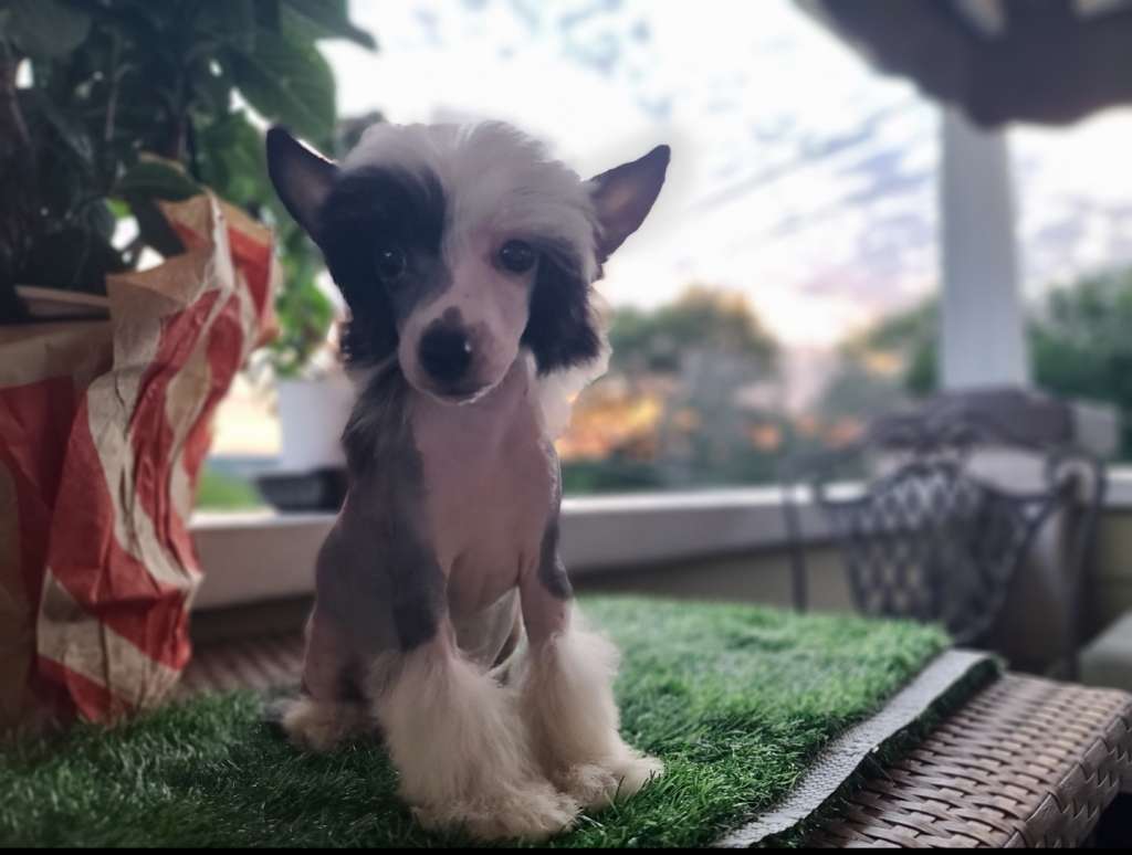 Long Haul's Vincent Van Where Did My Hair Gogh