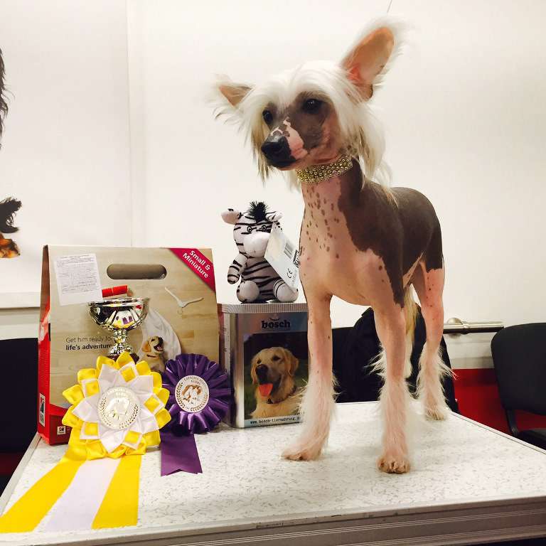 Charm Wins Cladary Triumph