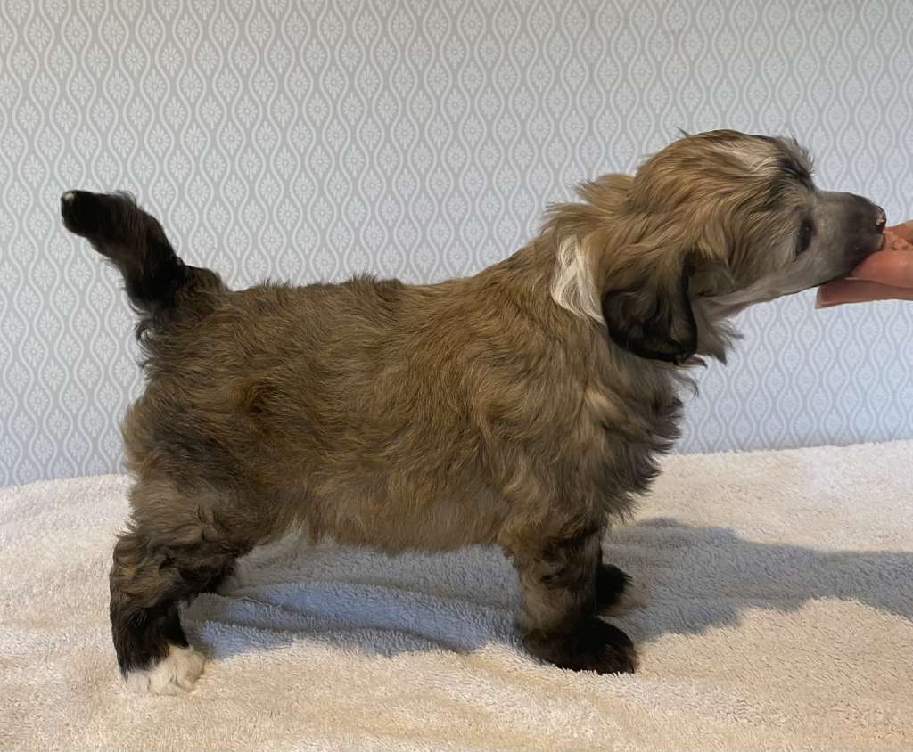 Moelmo?s Greatest Happiness