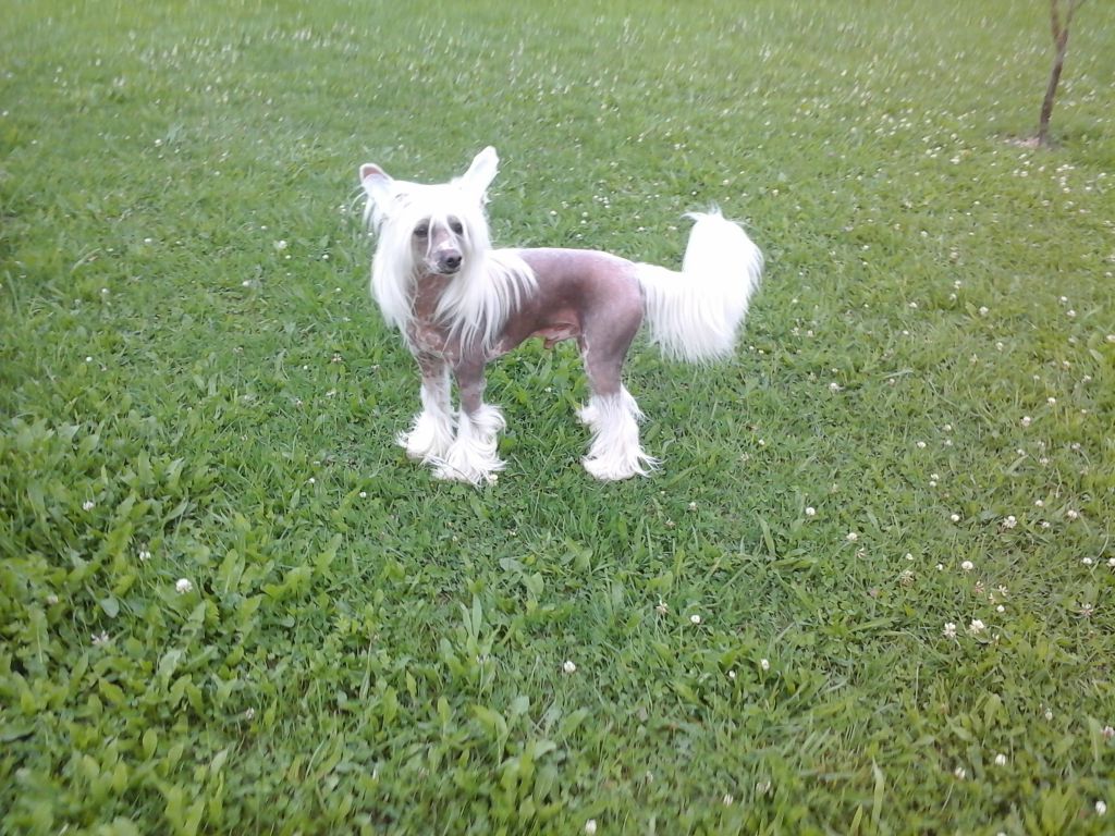 Carlos von Eifeldiamant