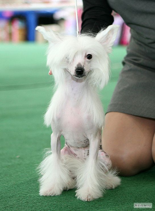 Sasquehanna Drobinka