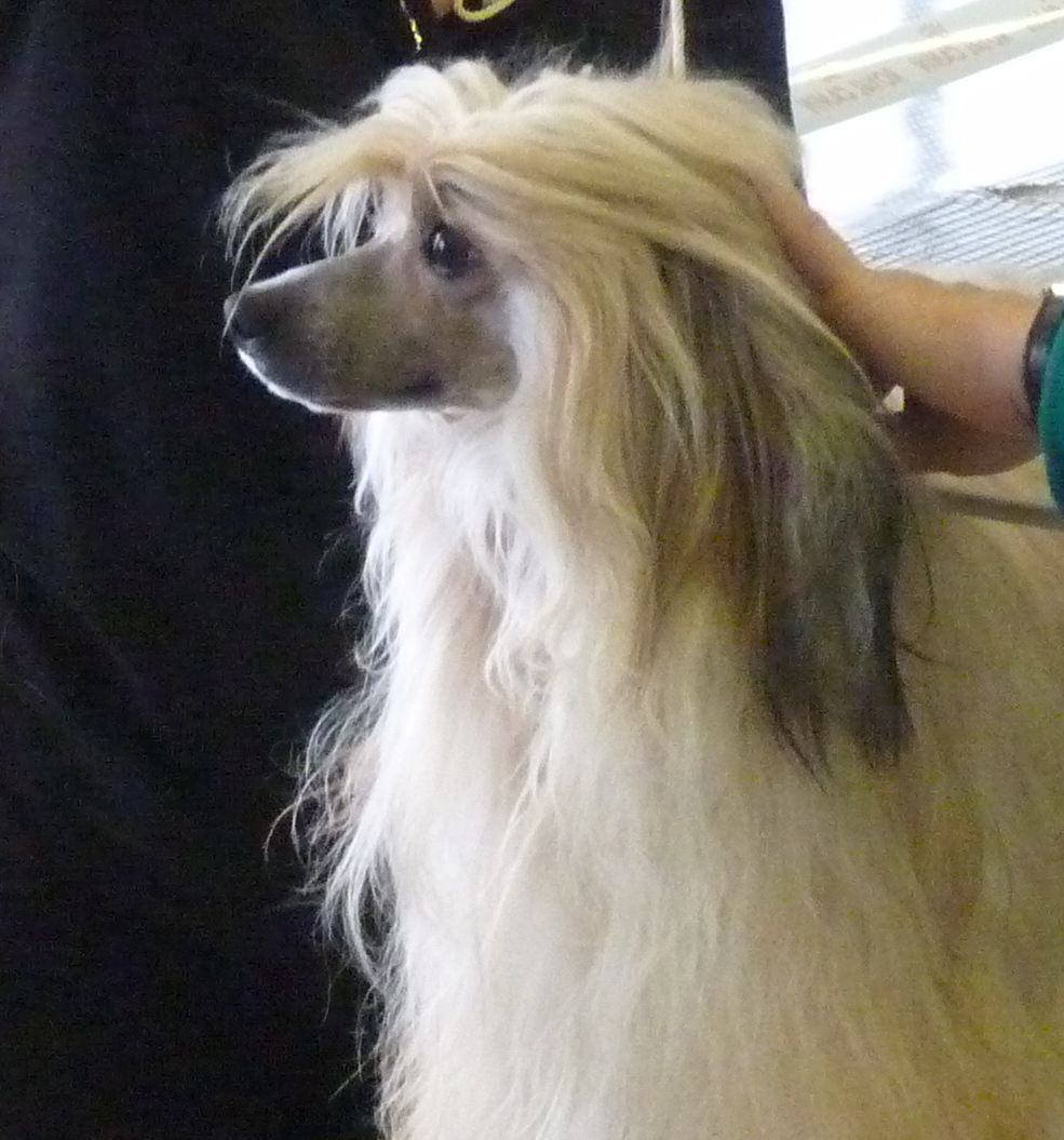 Graine de Voyou de l'Orée des Rêves