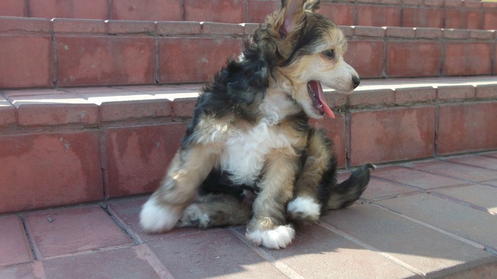 Ogni Stolitsy Vinson