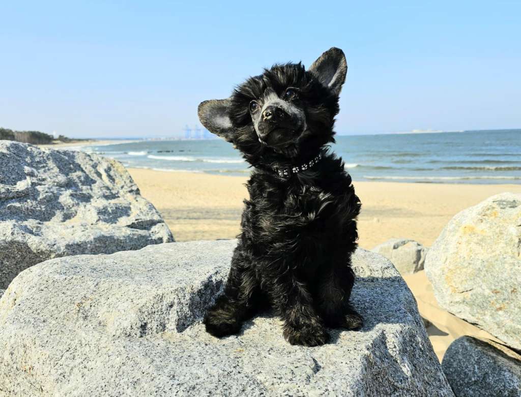 PORTO z Królestwa Agarthi