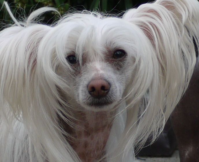 Taijan Dreamer Sexy Guy