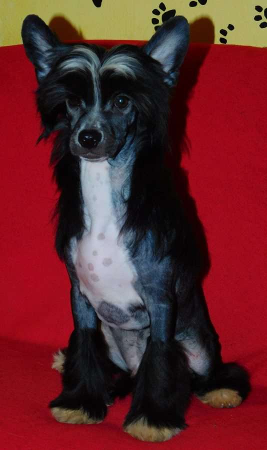 Holdwine Loiseleuria