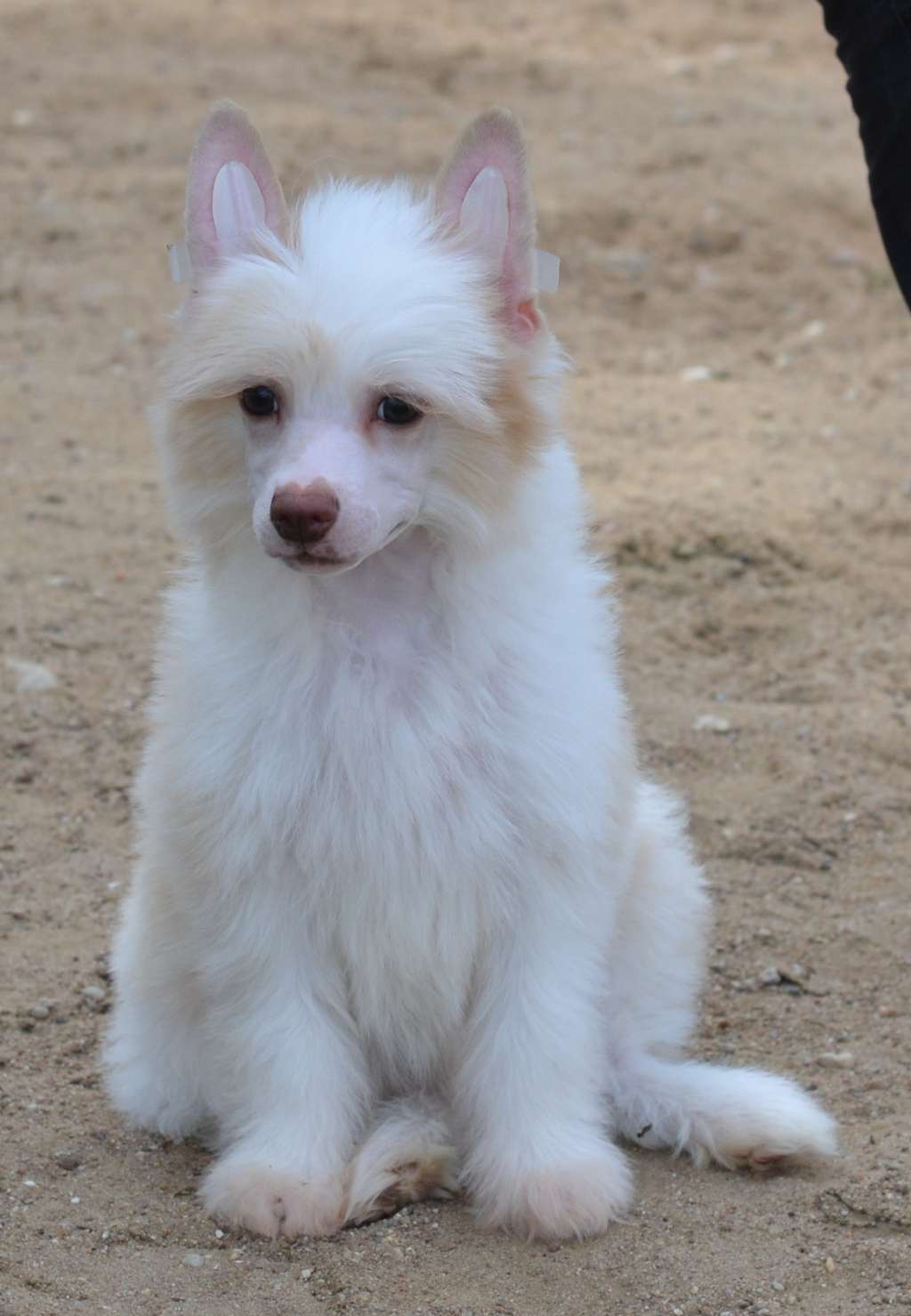 Edelveis iz Sozvezdiya Khana