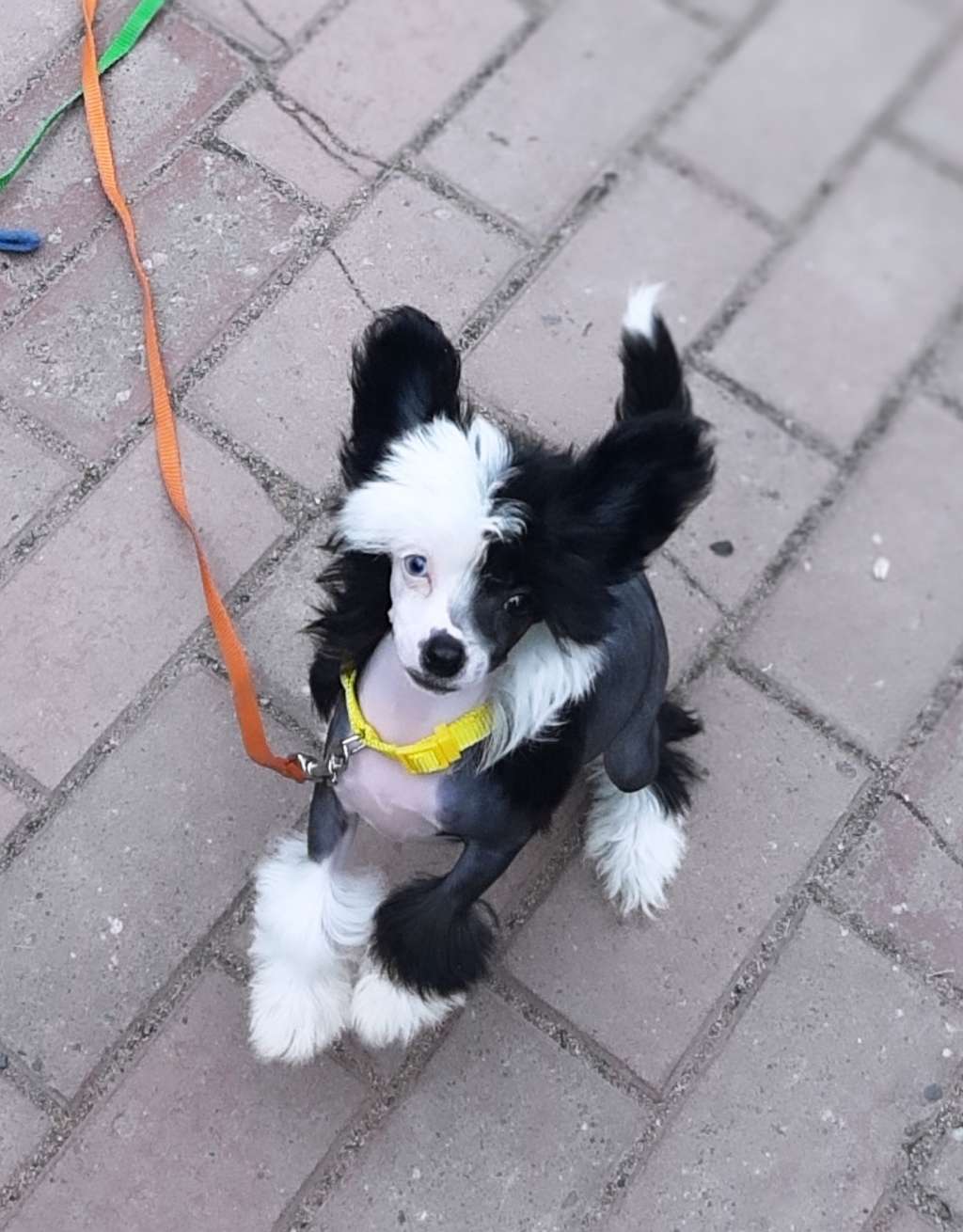 Art Rebellion Fantasy Eclipse