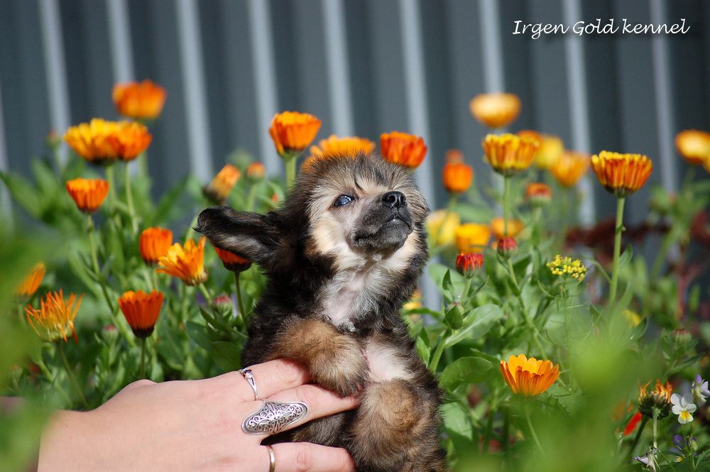 Irgen Gold Chervona Roota