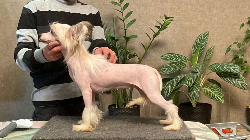 Uslada Iz Vishnyovogo Sada