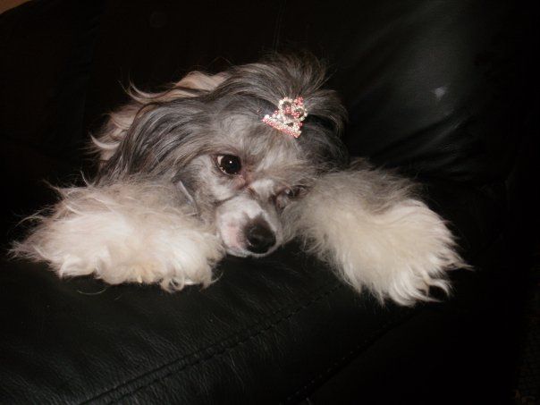 Kenmilleven Silver Jade