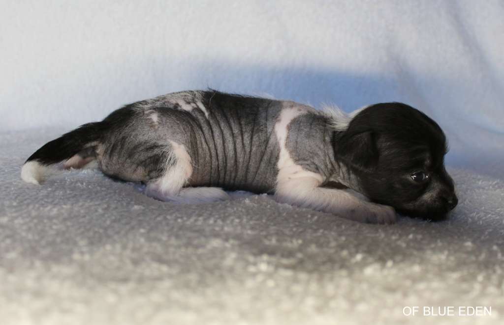 Romance in the Dark Of Blue Eden