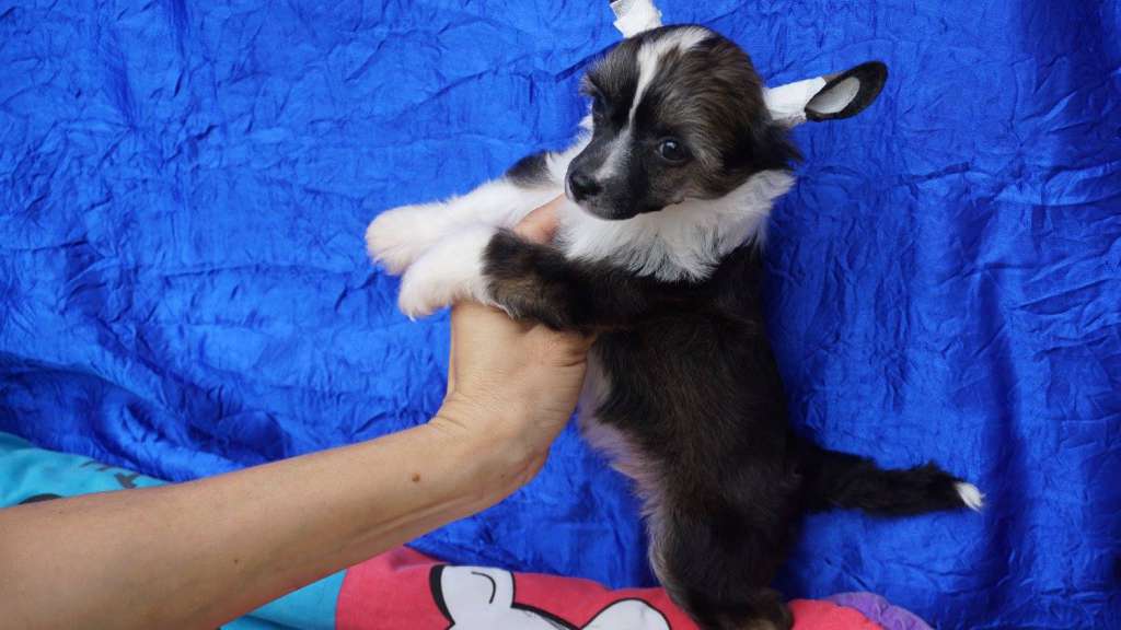 Keen Planet Of Dream