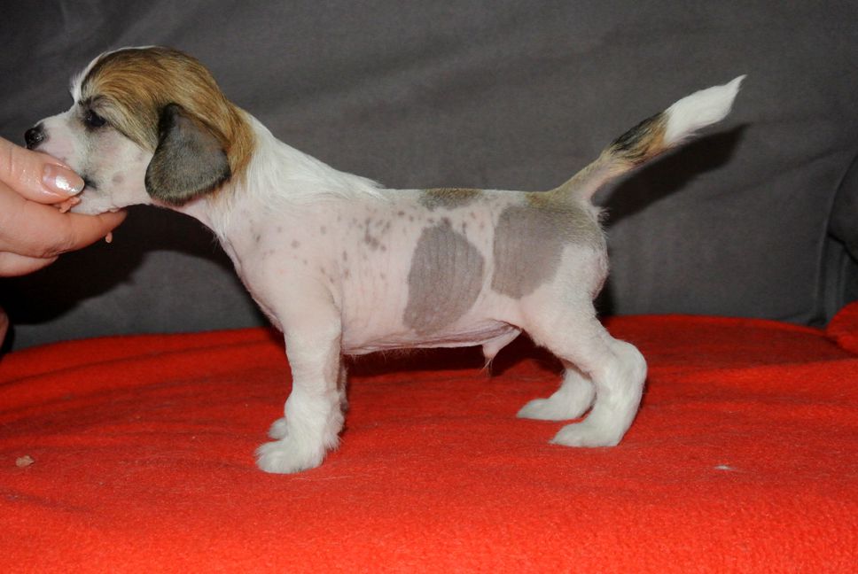 Fiabella's Shining Armor